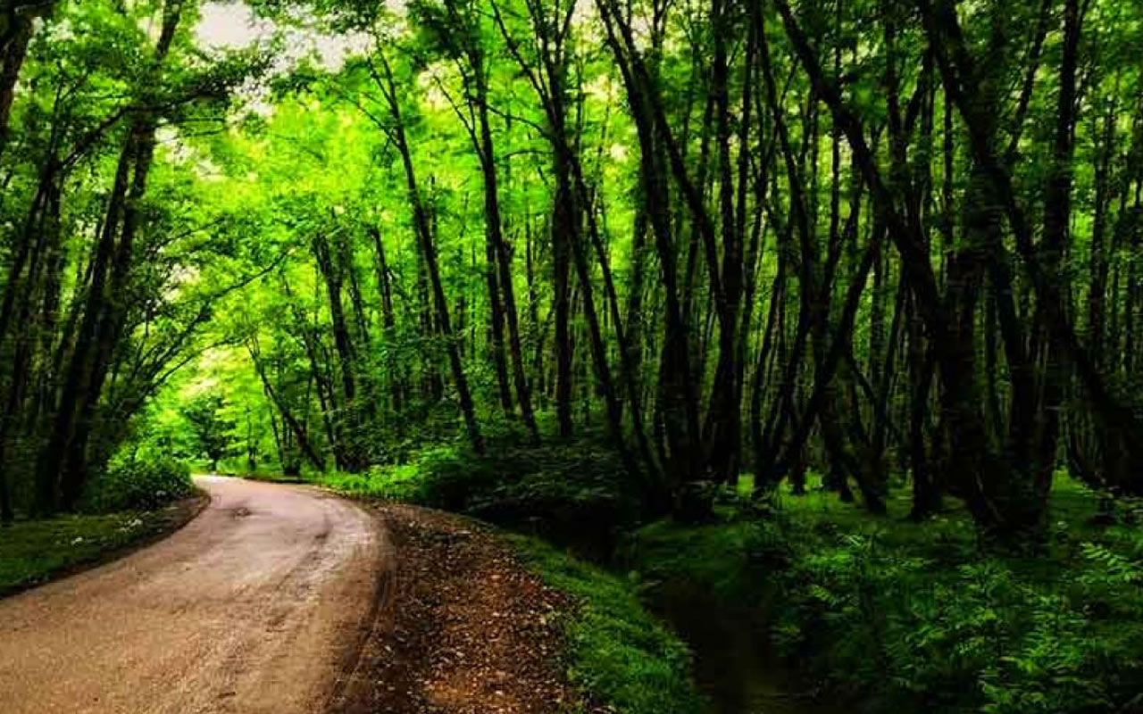جنگل گیسوم Gissoom Forest