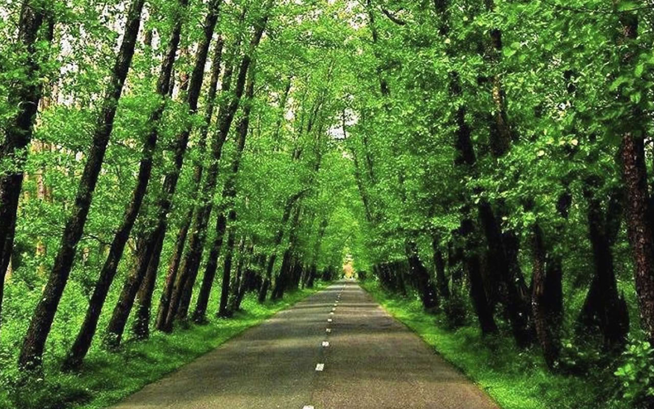 جنگل گیسوم رشت